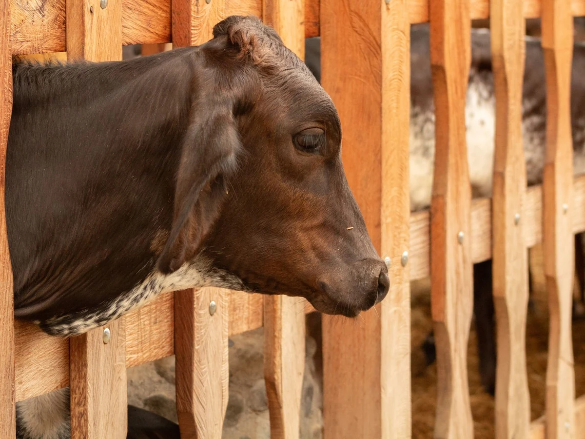 Farm & Ranch Fencing service in Huntsville, AL